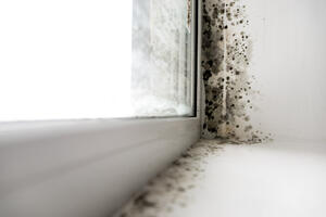 Vlaga u kući: Koliko je opasna buđ na zidovima i plafonima?