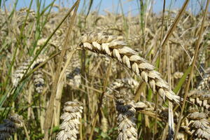 Vlada prodaje pšenicu uvezenu iz Francuske prije više od godinu...