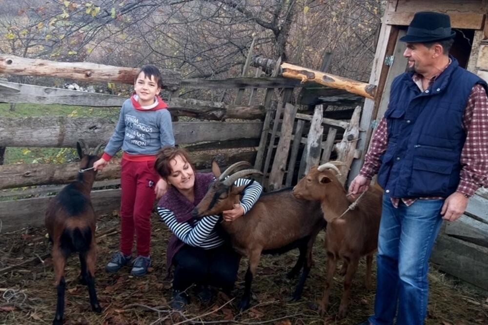 Koze su vremenom postale pravi ljubimci, Foto: Svetlana Mandić