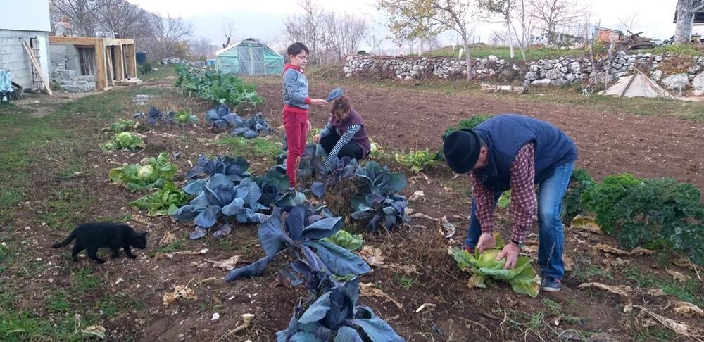 Svako od Matijaševića ima svoje zaduženje na njivi