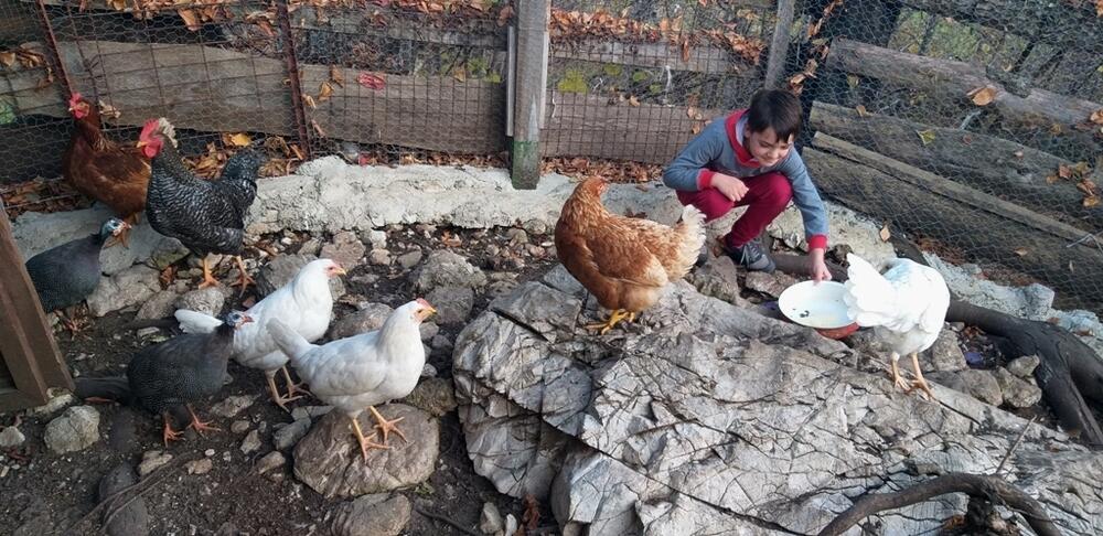 Mladi Simon učestvuje u svim poslovima na imanju