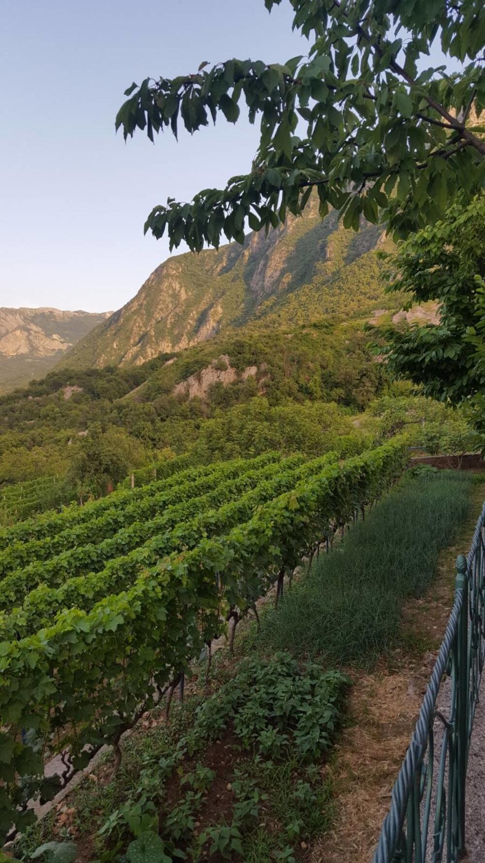 Vinograd i izniklo povrće čekaju vrijedne ruke Ćetkovića