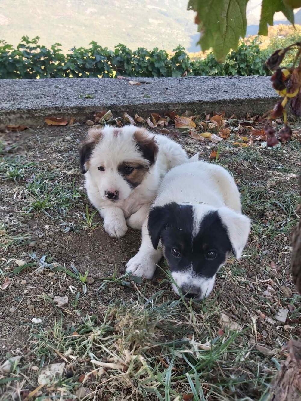I oni uživaju u Crmnici i sa radošću dočekuju goste Ćetkovića