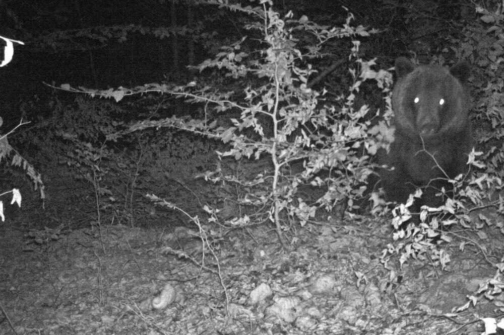 Borko, Foto: Bear in mind