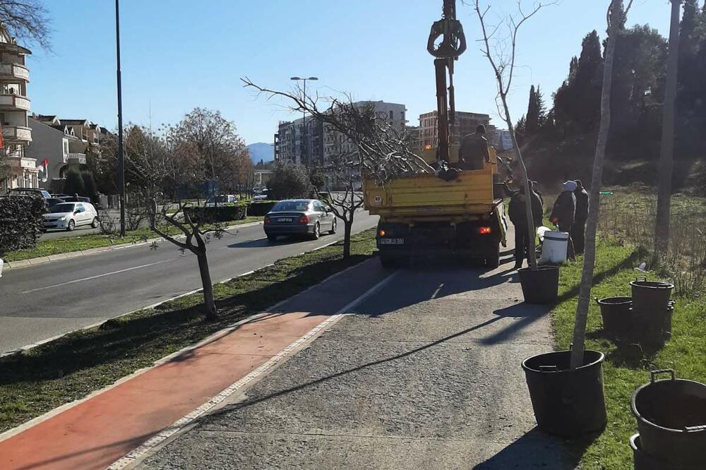 Uklanjanje maslina, Foto: Zelenilo DOO