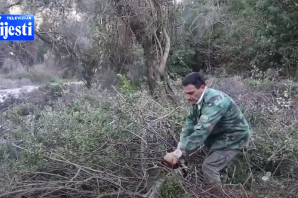 Bivši vlasnici maslinjaka u Valdanosu raščišćavaju imanja, Foto: Printscreen