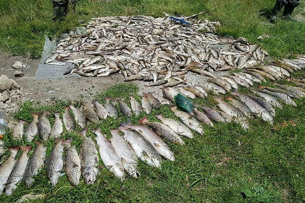 Prikupljena riba nakon ekološkog incidenta, Foto: Facebook