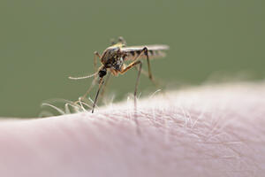 U Podgorici počelo zaprašivanje komaraca