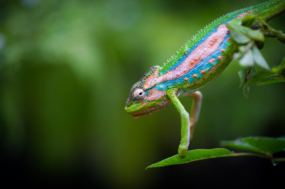Kameleon (Ilustracija), Foto: Shutterstock