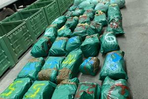 Zaplijenjeno 500 kilograma marihuane u Podgorici