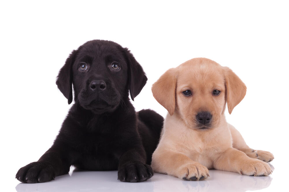 Ilustracija, Foto: Shutterstock