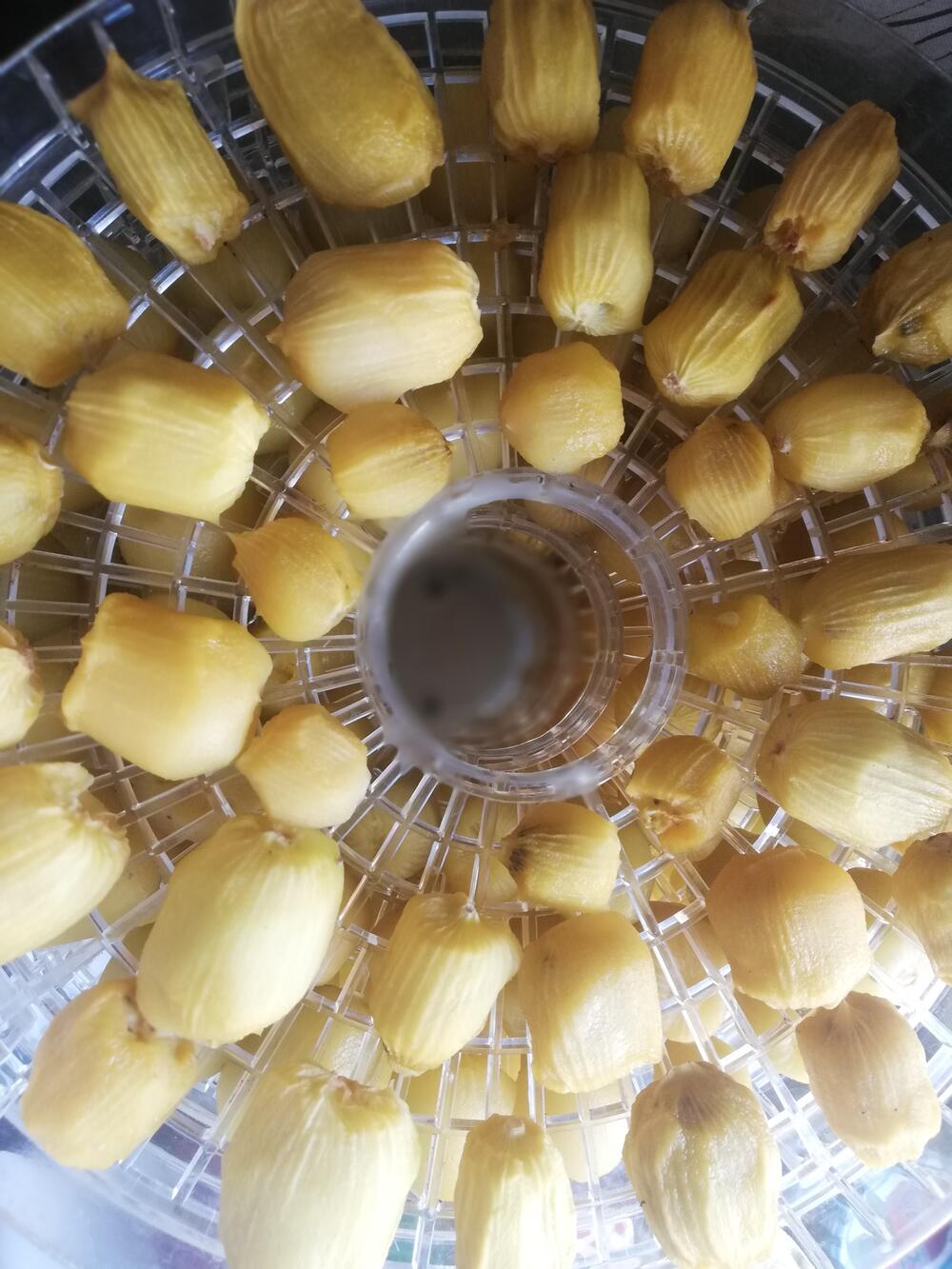 Plod zlatnog kivija je veoma ukusan i zdrav