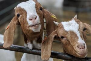 Farma zaradila iznajmljujući koze za Zum sastanke