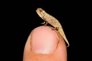 Na Madagaskaru pronađen najmanji gmizavac na svetu