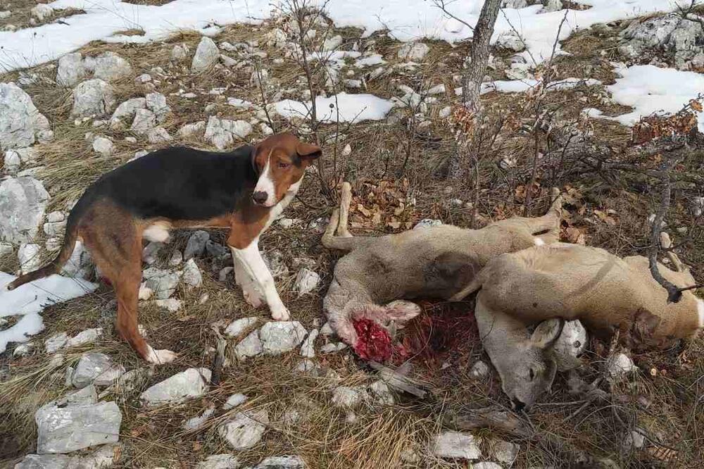 Krivolov cvjeta na Goliji: Pas kraj ubijenih životinja, Foto: Privatna arhiva