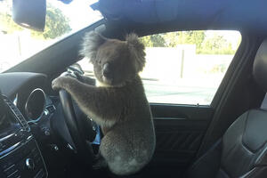 Australija: Spašena koala koja je izazvala sudar na autoputu,...