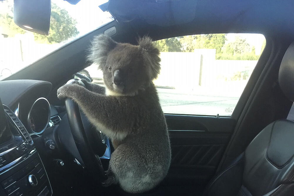 Koala za volanom, Foto: Beta/AP