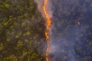 Priroda: Linija vatre - najbolja fotografija divljine