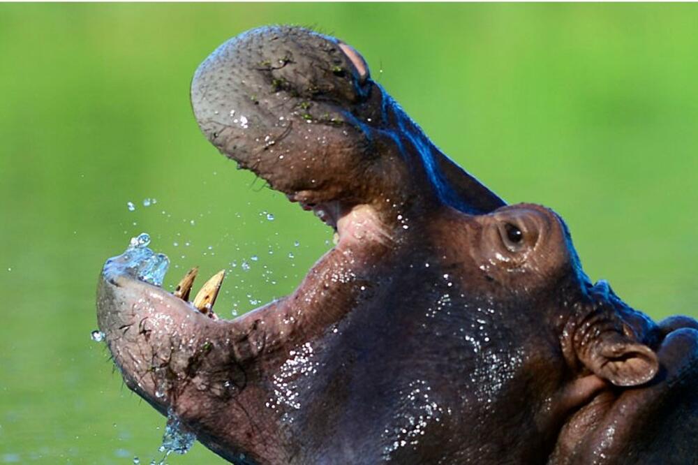 Četiri nilska konja koja je Pablo Eskobar doveo u vlastiti privatni zoološki vrt umnožili su se toliko da sada predstavljaju problem, Foto: Getty Images