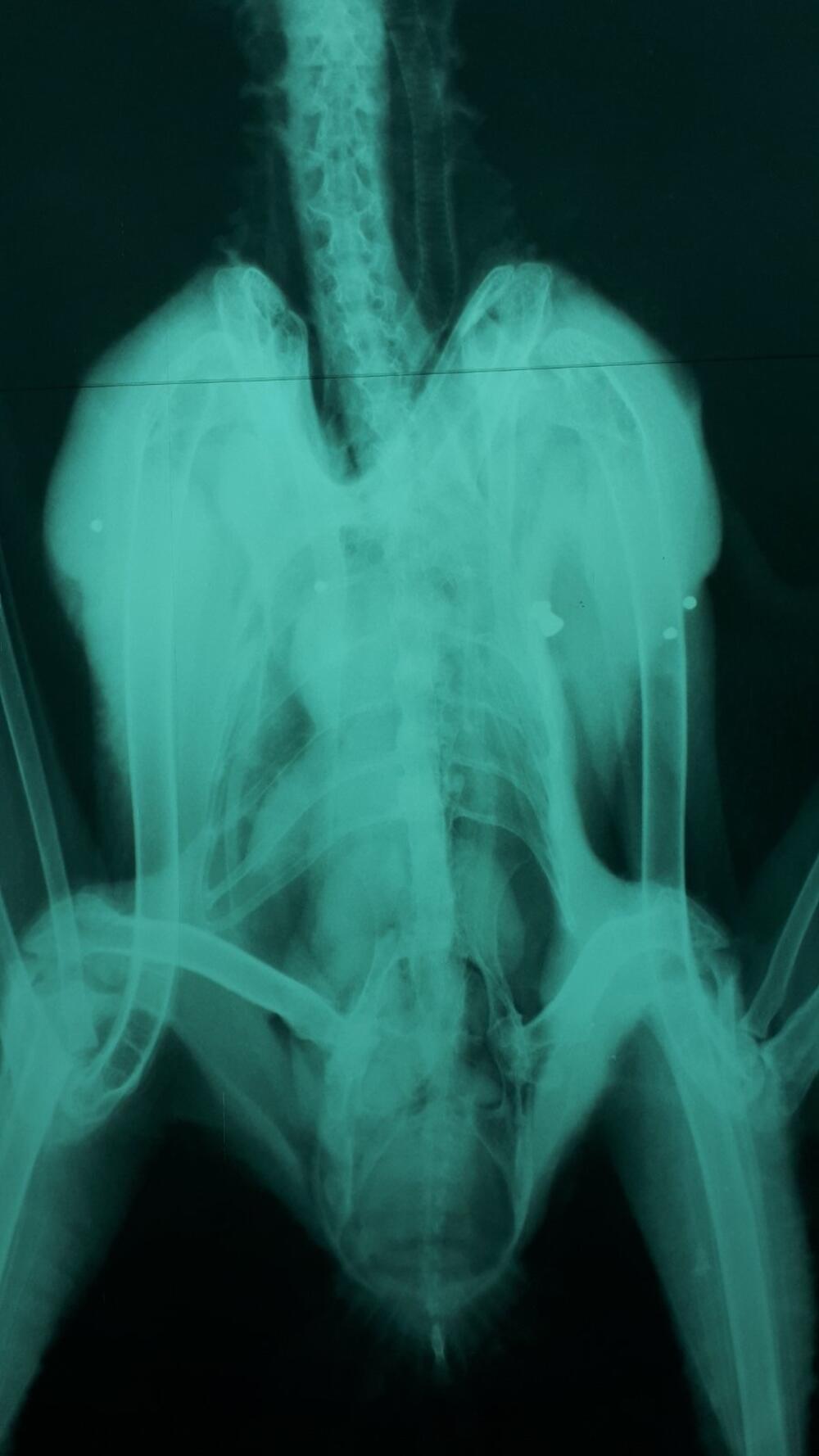 Snimak pokazuje tragove dvije vrste oružja