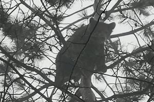 Berane: Mladunče medvjeda spušteno sa bora