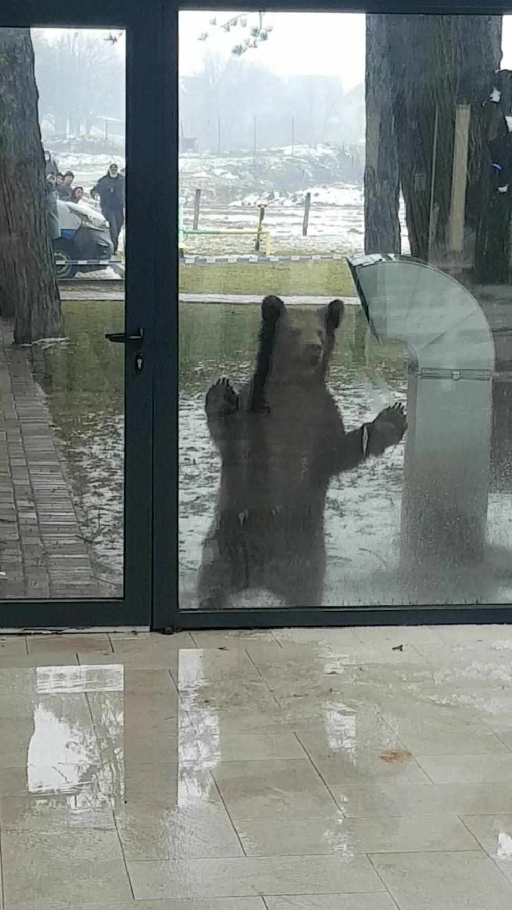 Medved na vratima hotela 'Berane'