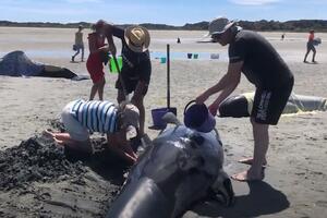 VIDEO Novi Zeland: Dobrovoljci spasavali nasukane kitove,...