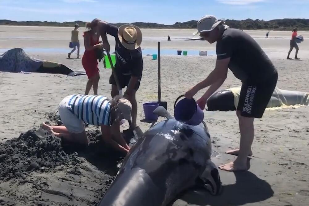 Pomaganje kitovima, Foto: Screenshot/Youtube