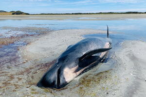 Novi pokušaj spasavanja nasukanih kitova na Novom Zelandu