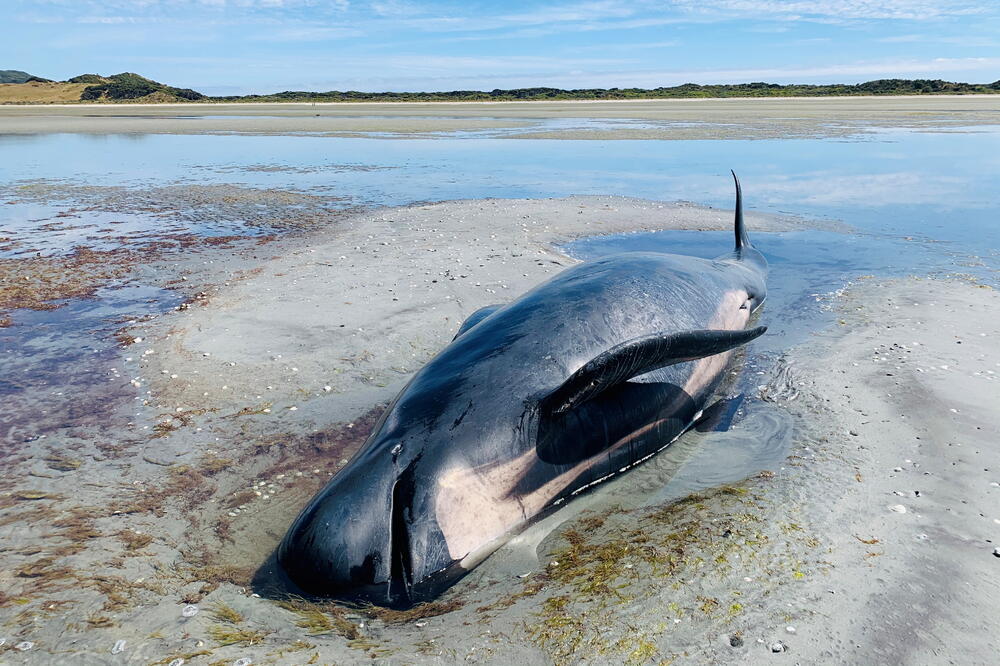 Nasukani kitovi pronađeni na plaži Fervel spit, Foto: Reuters