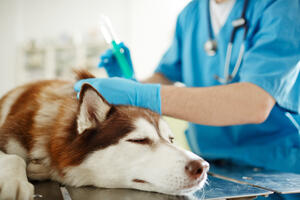 Grci planiraju uvođenje obavezne sterilizacije pasa, protest u...