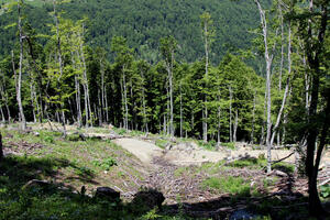 U državnim šumama lani posječeno 280 hiljada kubika