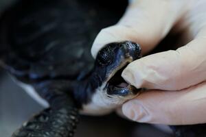 Izlivanje nafte u Izraelu: Majonez spasio život kornjačama