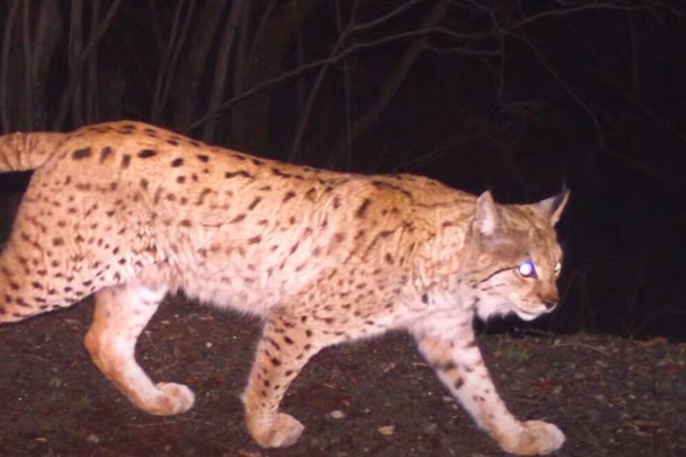 Balkanski ris (Ilustracija), Foto: Printscreen YouTube