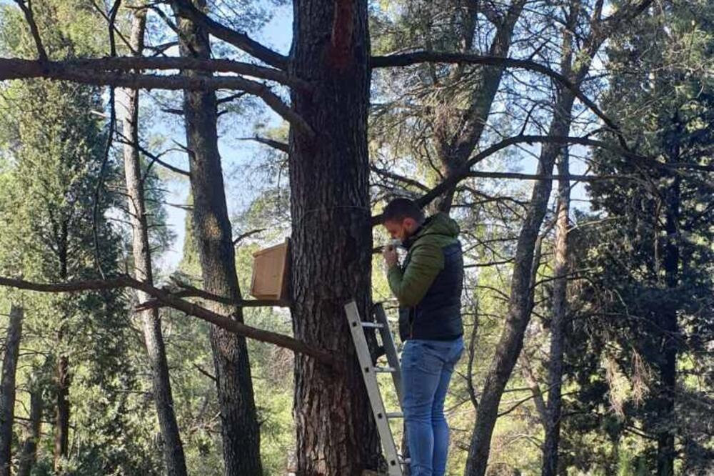 Postavljanje kućica za ptice, Foto: PG Biro