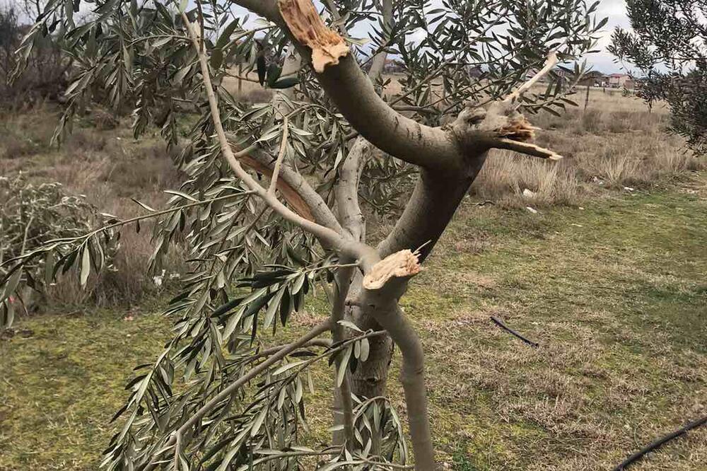 Uništeno drvo masline, Foto: 13 jul Plantaže