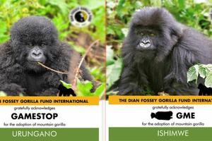 GejmStop i životinje: Kako „majmuni“ Redita spašavaju gorile