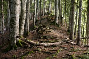 WWF Adria: Šume se uništavaju alarmantnom brzinom