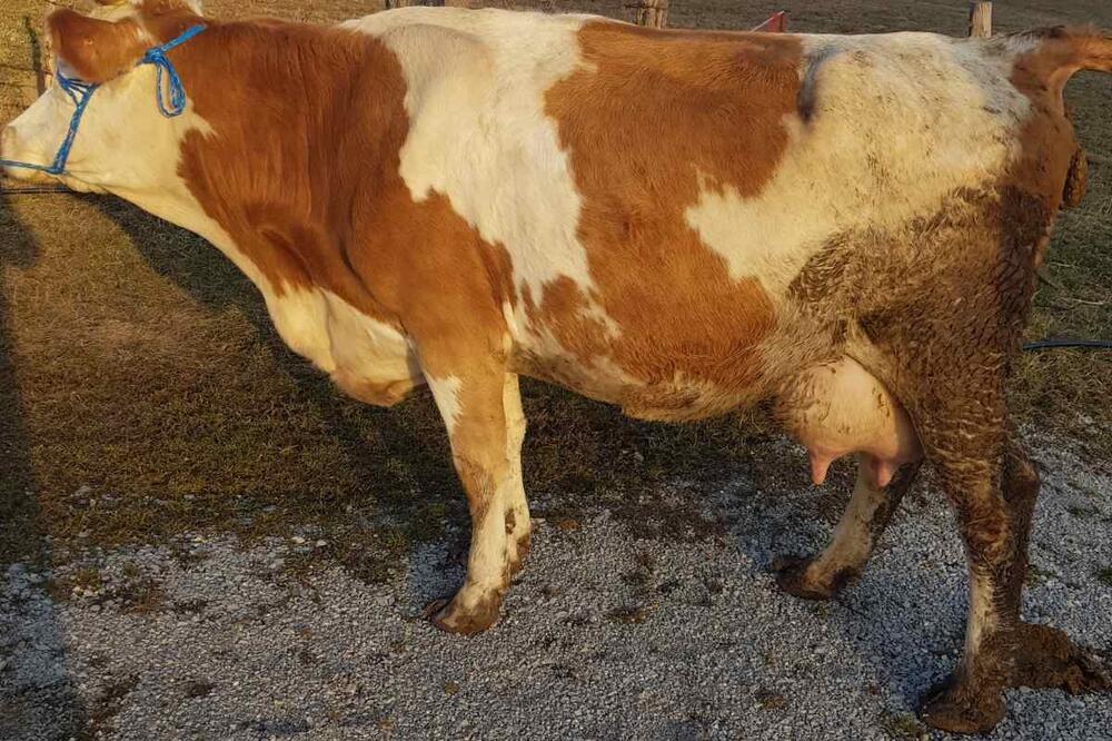 Bilo potrebno malo objašnjavanja, ali brzo su se dogovorili sa prodavcem: Bitkoinka, Foto: seljak.me