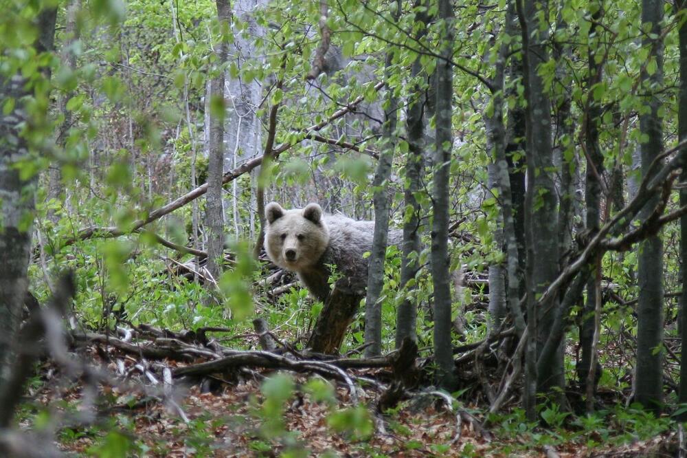 Meče, Foto: Tomaz Mihelić