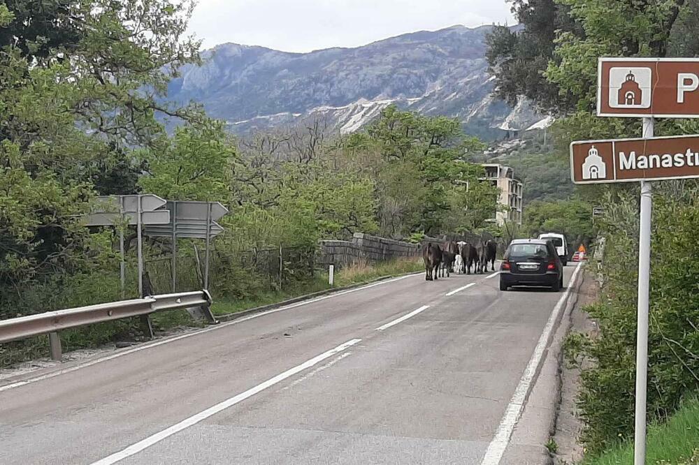 Foto: Čitalac reporter