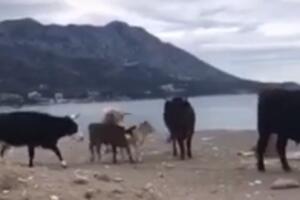 Krdo krava na plaži u Bečićima