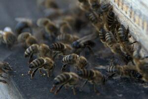 Animals and technology: When bees and drones join forces in search of...