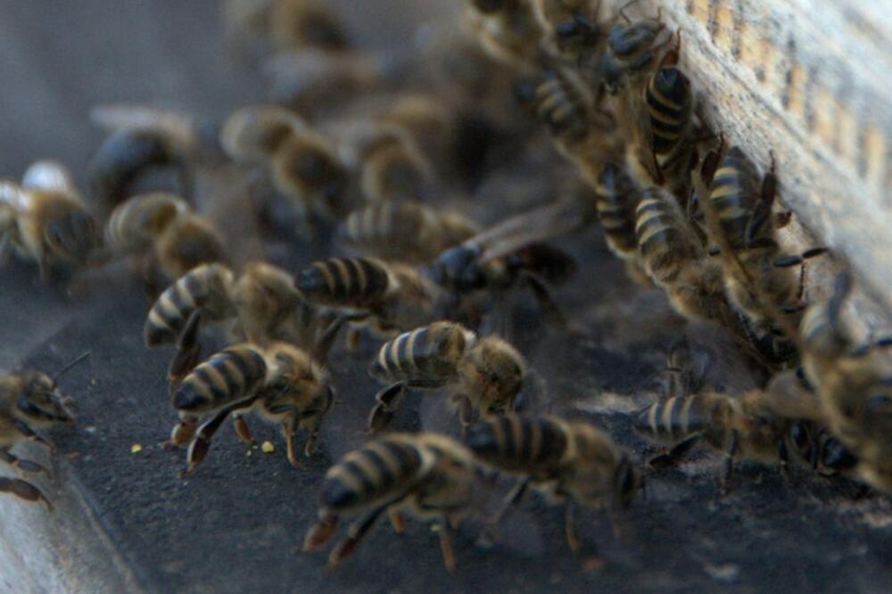 Pčele mogu da se obuče da osete hemikalije u nagaznim minama, Foto: Bee4exp