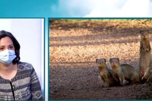 Kakvu štetu nanose mungosi u Crnoj Gori?