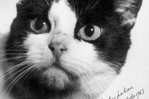 U Lajkinoj sjenci: Ko je bila prva i jedina mačka u svemiru?