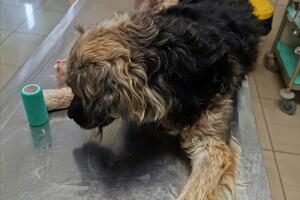 NVO "Kuća životinja": Ustrijeljen vlasnički pas u Spužu