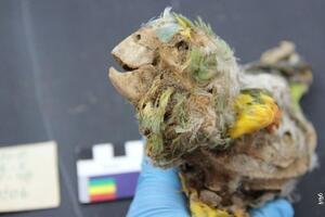 Mumije papagaja u drevnom Čileu