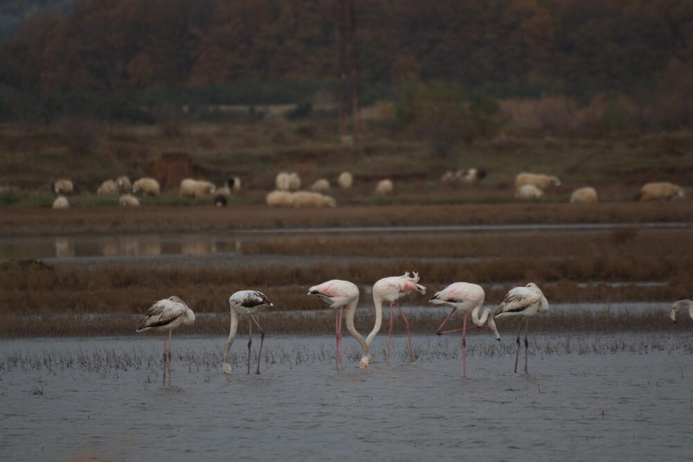 Flamingosi na Ulcinjskoj solani
