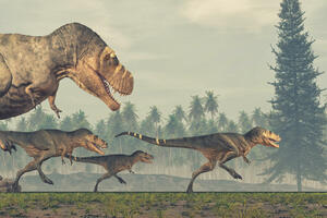 Tiranosaurusi poput vukova lovili u čoporima